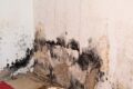 Damp Proofing