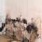 Damp Proofing