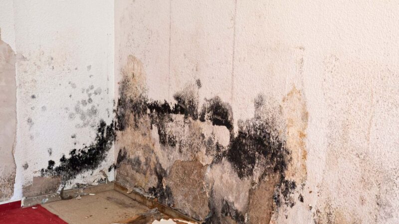 Damp Proofing